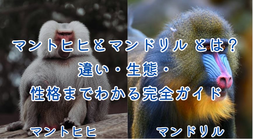 マントヒヒとマンドリル