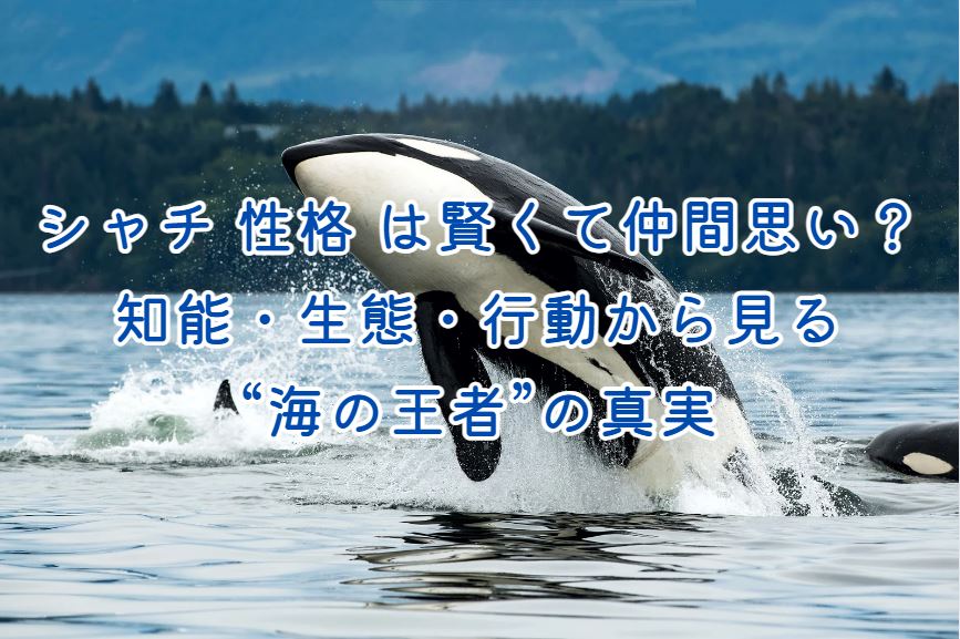 シャチ 性格