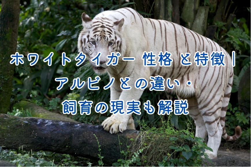 ホワイトタイガー 性格